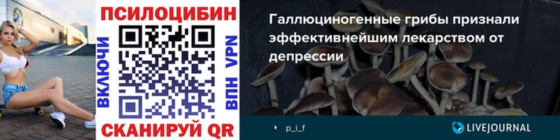 Галлюциногенные грибы Psilocybe  блэк спрут ссылка  Зверево 